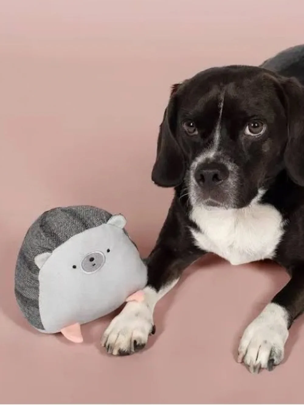 PetShop by Fringe Studio petshop hedgehog